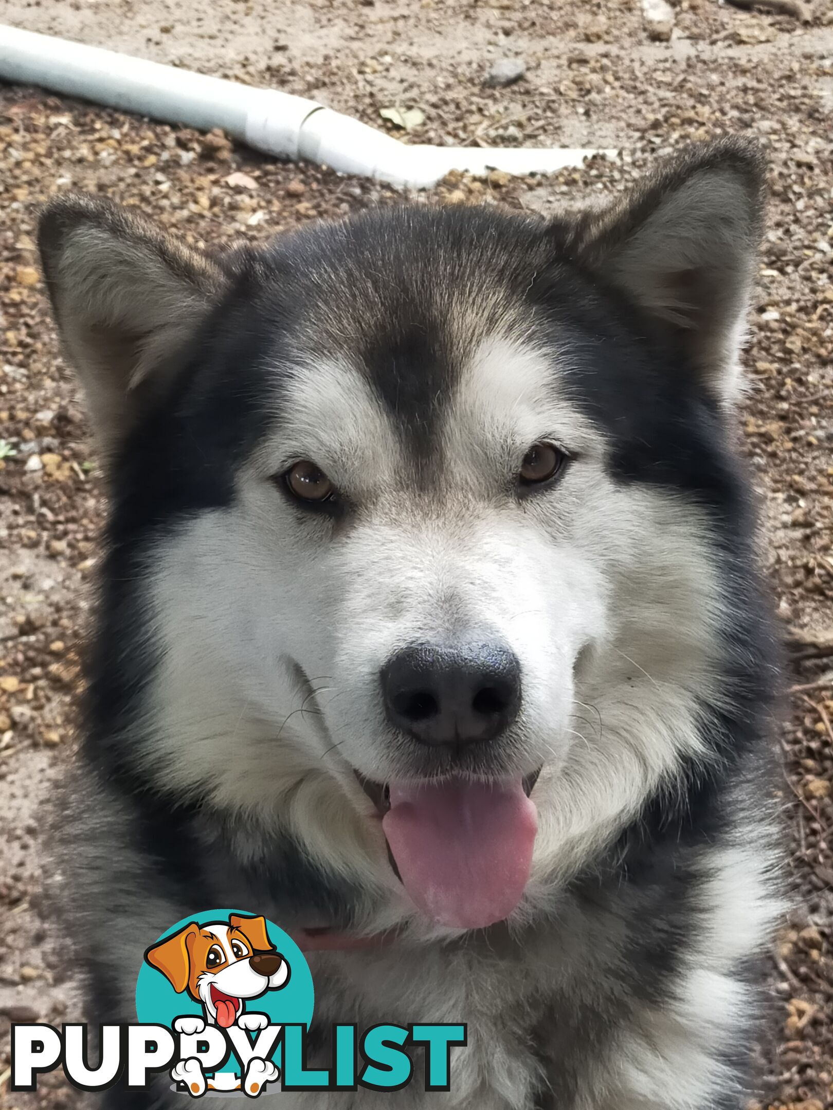 Alaskan Malamute Puppies (Pure)