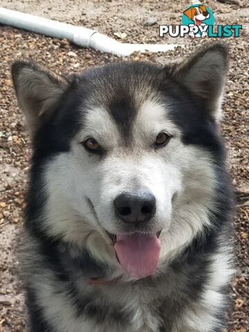 Alaskan Malamute Puppies (Pure)