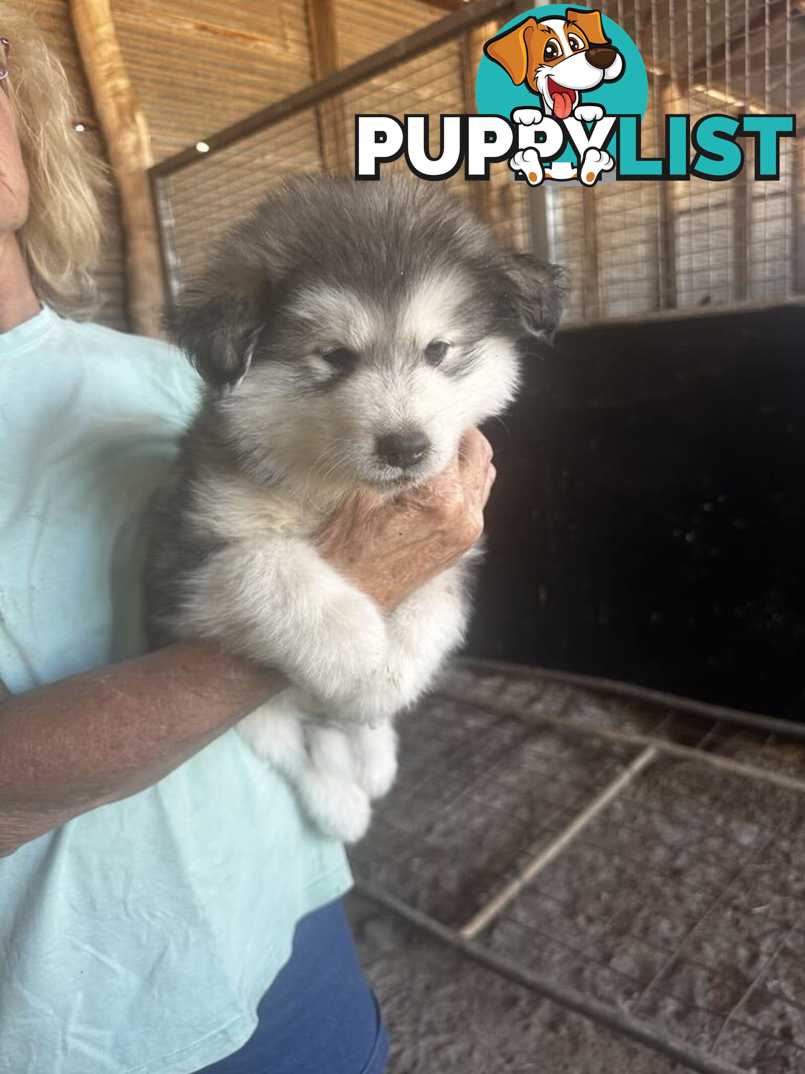 Alaskan Malamute Puppies (Pure)