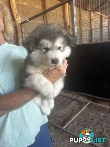 Alaskan Malamute Puppies (Pure)