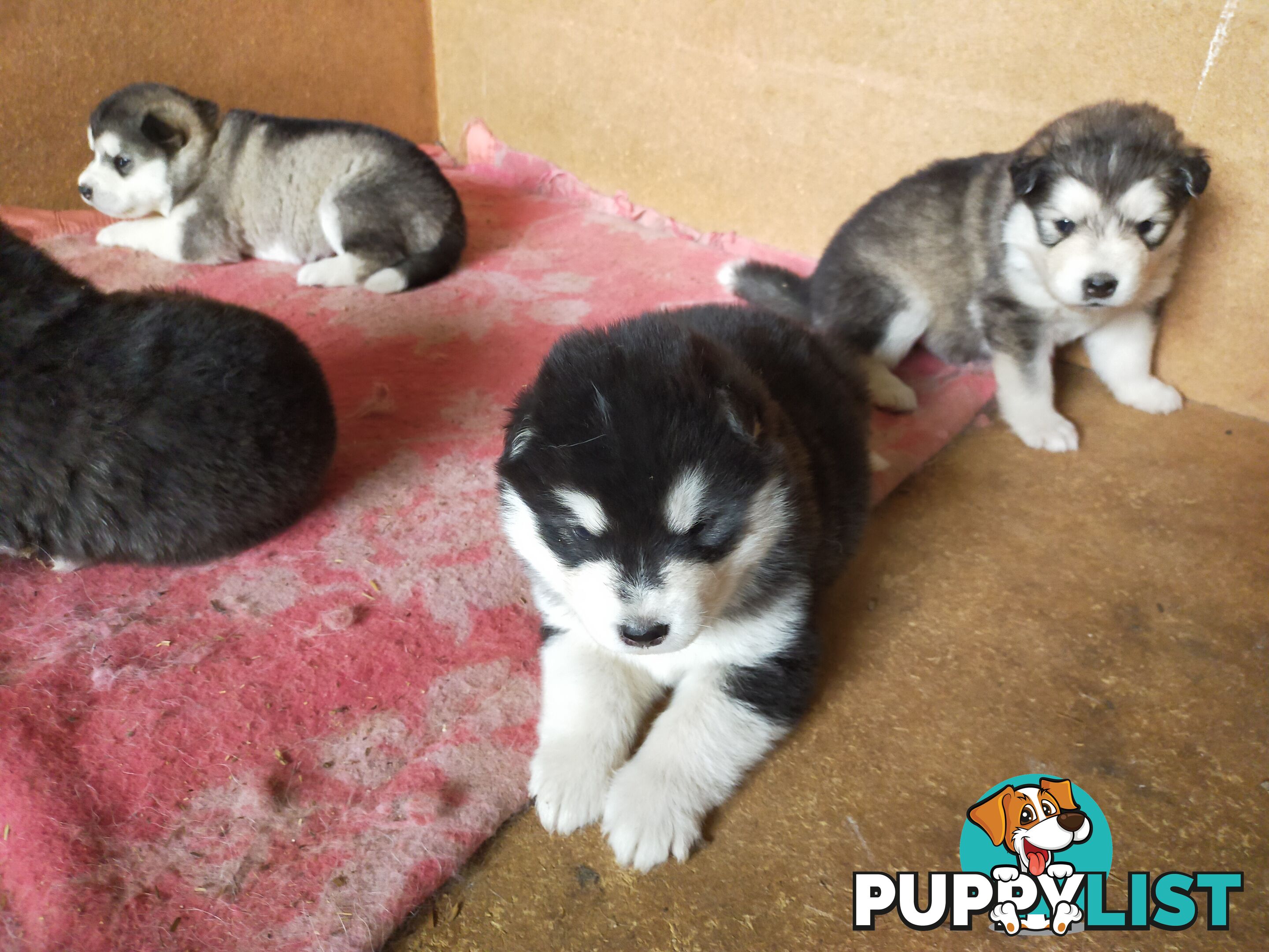 Alaskan Malamute Puppies (Pure)