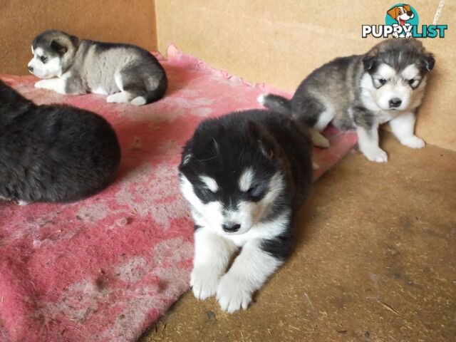 Alaskan Malamute Puppies (Pure)