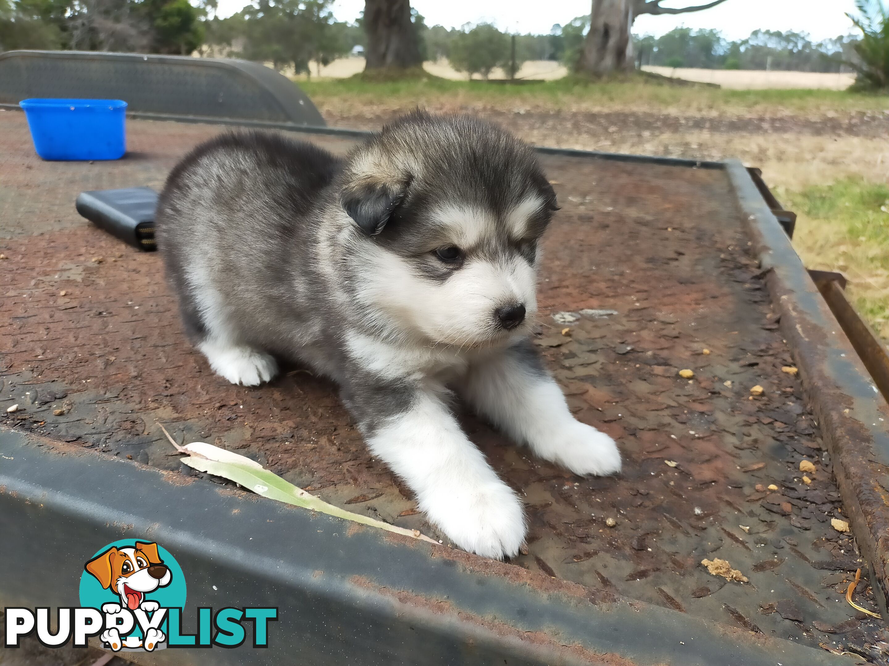 Alaskan Malamute Puppies (Pure)