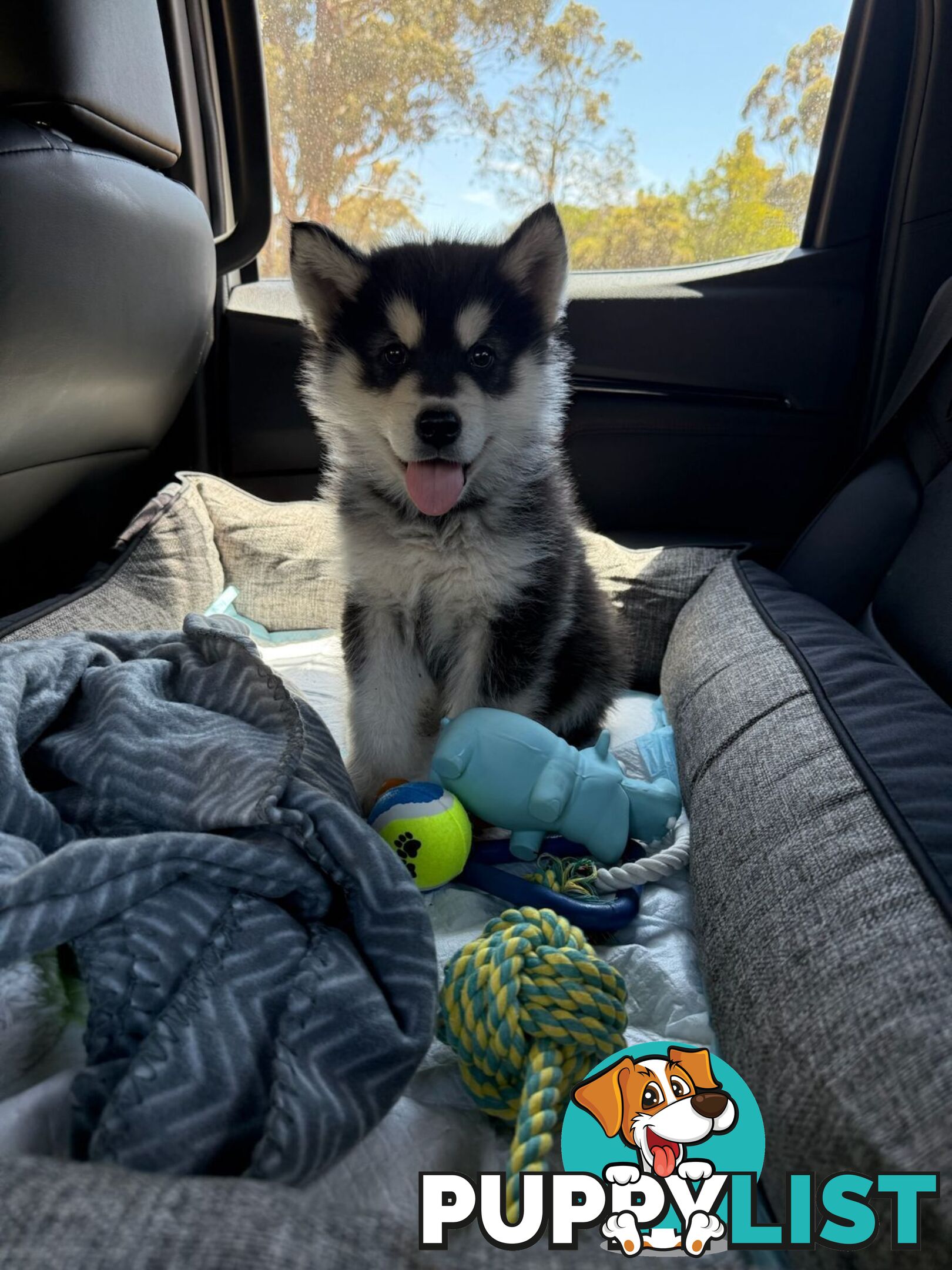 Alaskan Malamute Puppies (Pure)