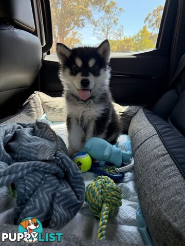 Alaskan Malamute Puppies (Pure)