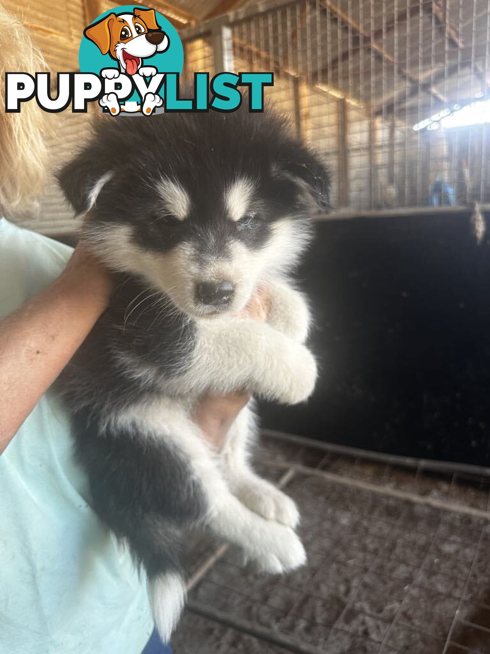 Alaskan Malamute Puppies (Pure)