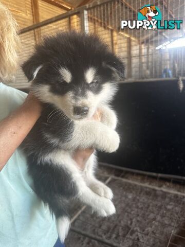 Alaskan Malamute Puppies (Pure)