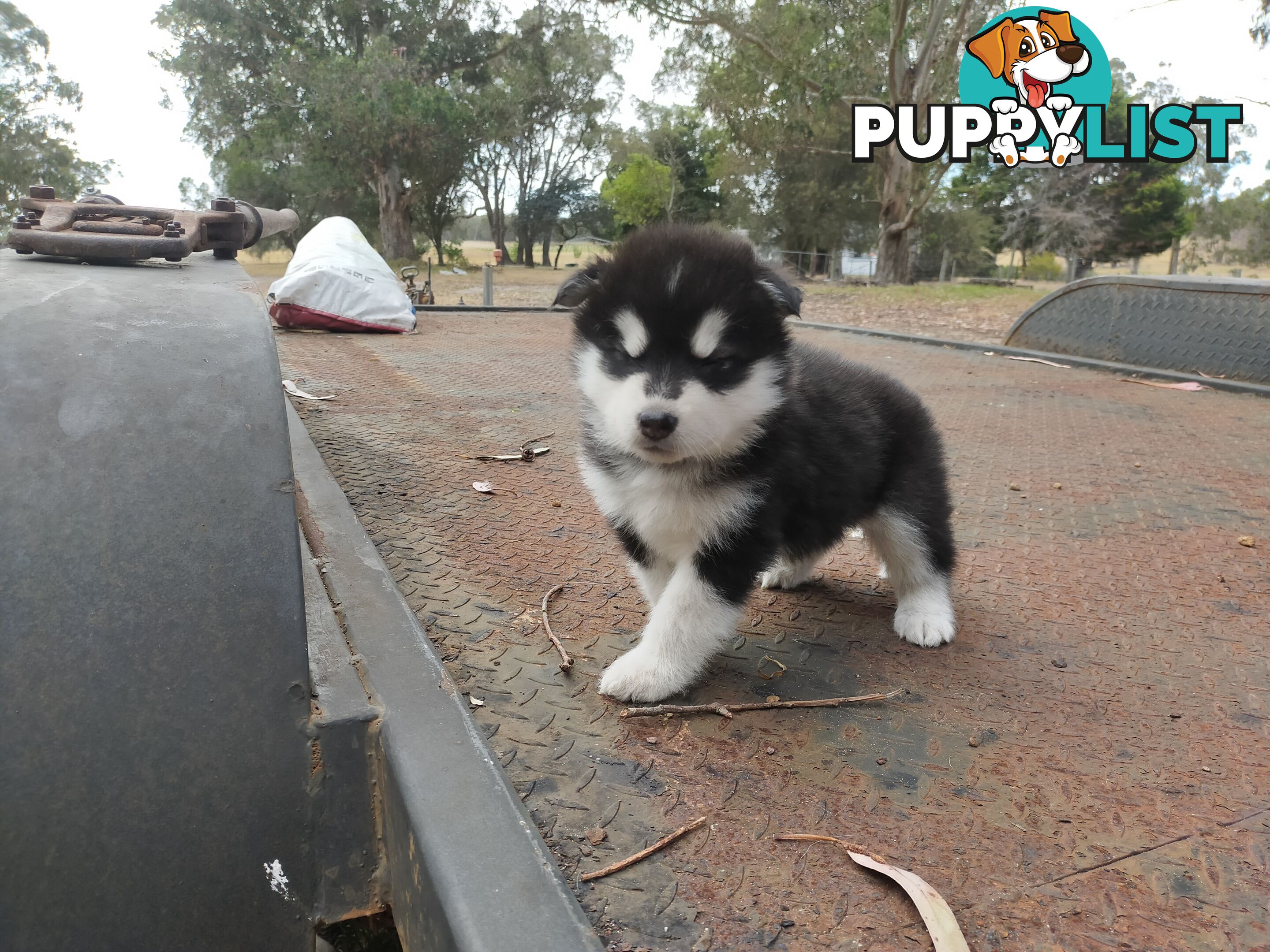 Alaskan Malamute Puppies (Pure)