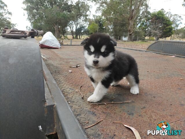 Alaskan Malamute Puppies (Pure)