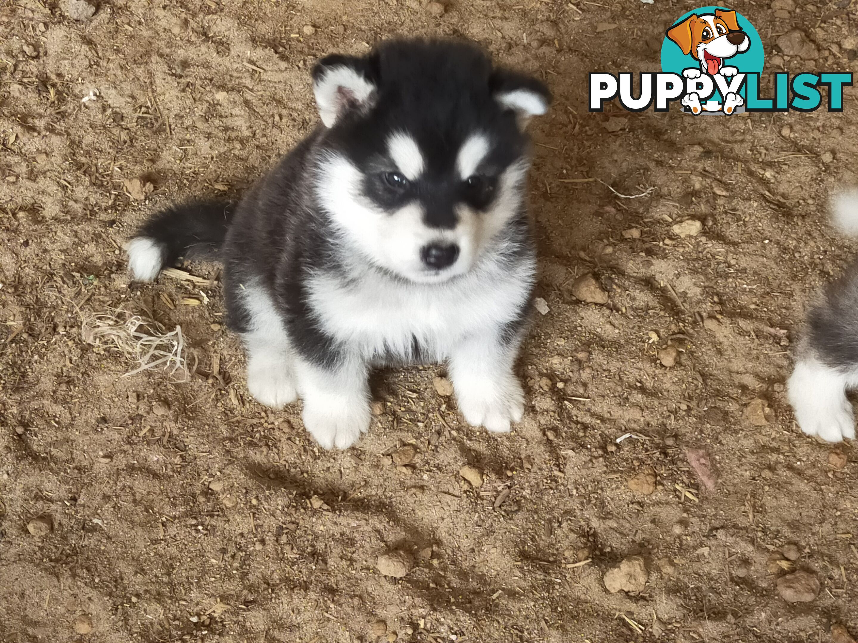 Alaskan Malamute Puppies (Pure)