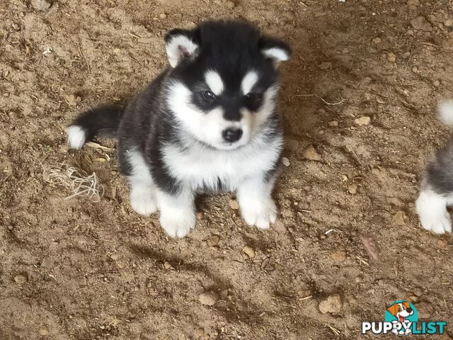 Alaskan Malamute Puppies (Pure)