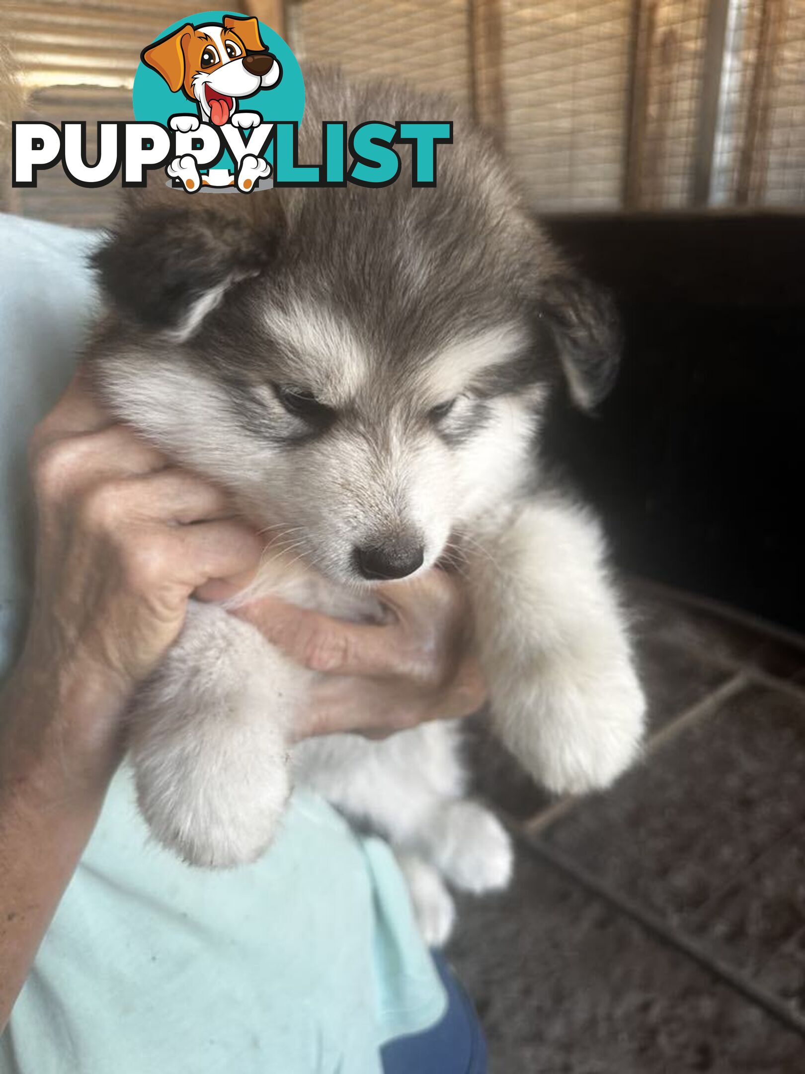 Alaskan Malamute Puppies (Pure)