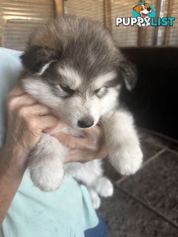 Alaskan Malamute Puppies (Pure)