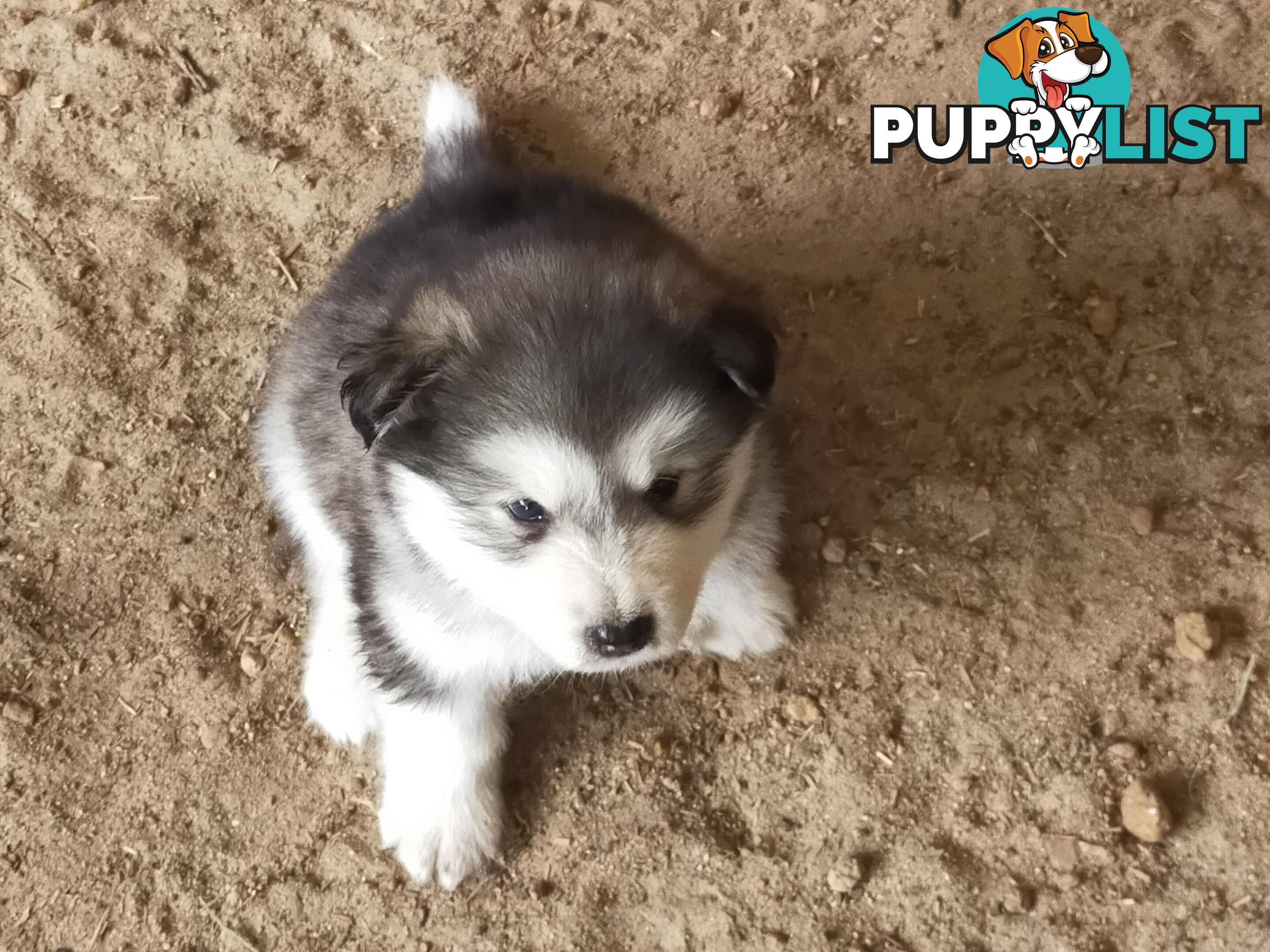 Alaskan Malamute Puppies (Pure)