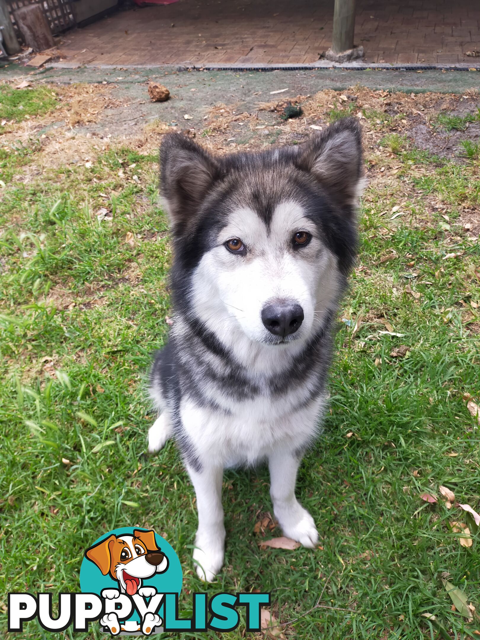 Alaskan Malamute Puppies (Pure)