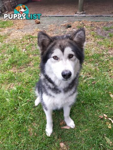 Alaskan Malamute Puppies (Pure)