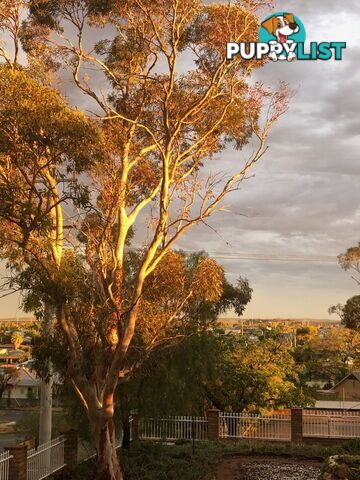 341 Zebina Street BROKEN HILL NSW 2880