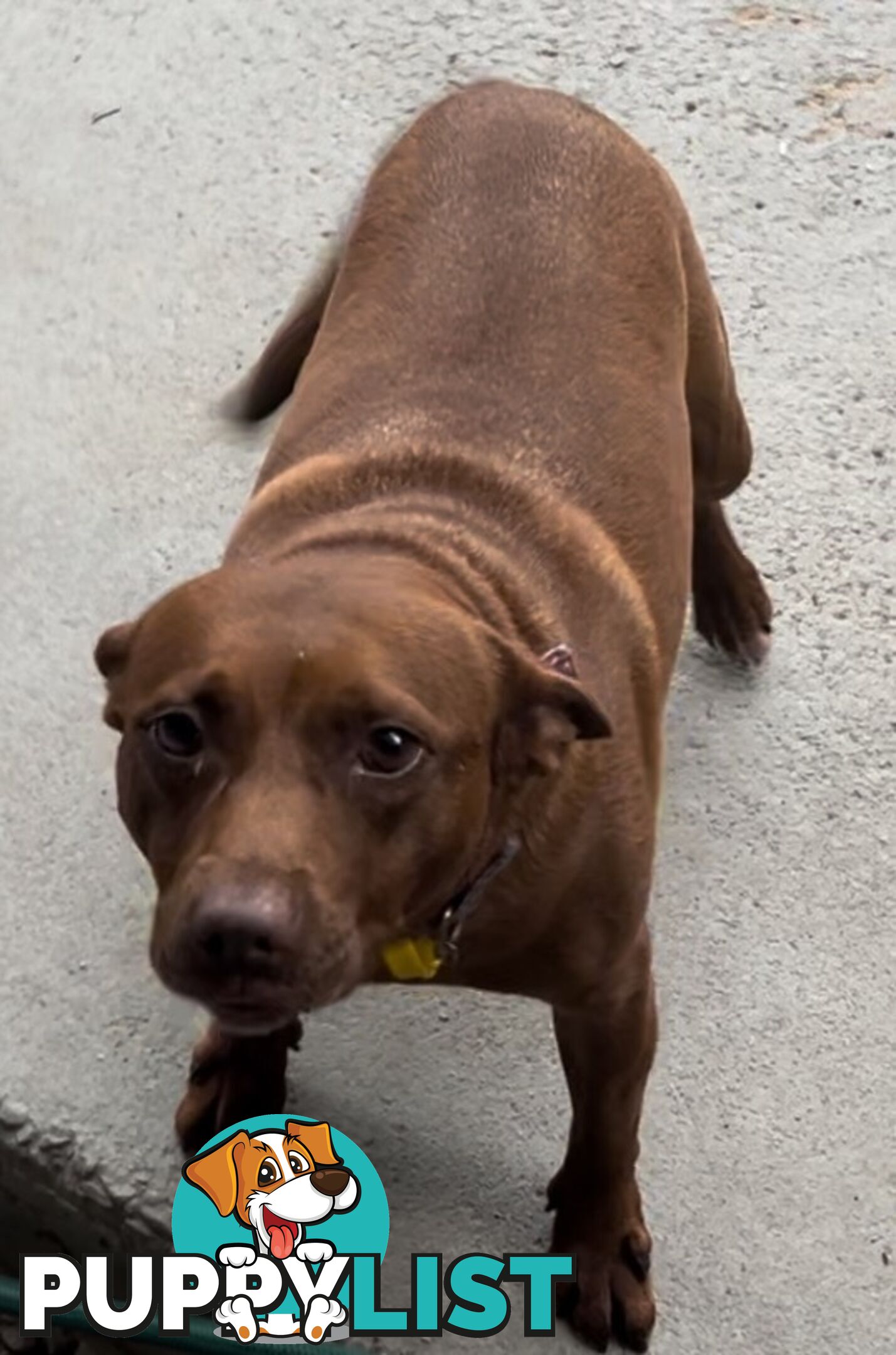 🌟 Meet Belle🌟 🐾  Belle is a beautiful 8-year-old Staffy-Kelpie fur-friend