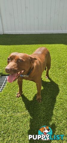 🌟 Meet Belle🌟 🐾  Belle is a beautiful 8-year-old Staffy-Kelpie fur-friend