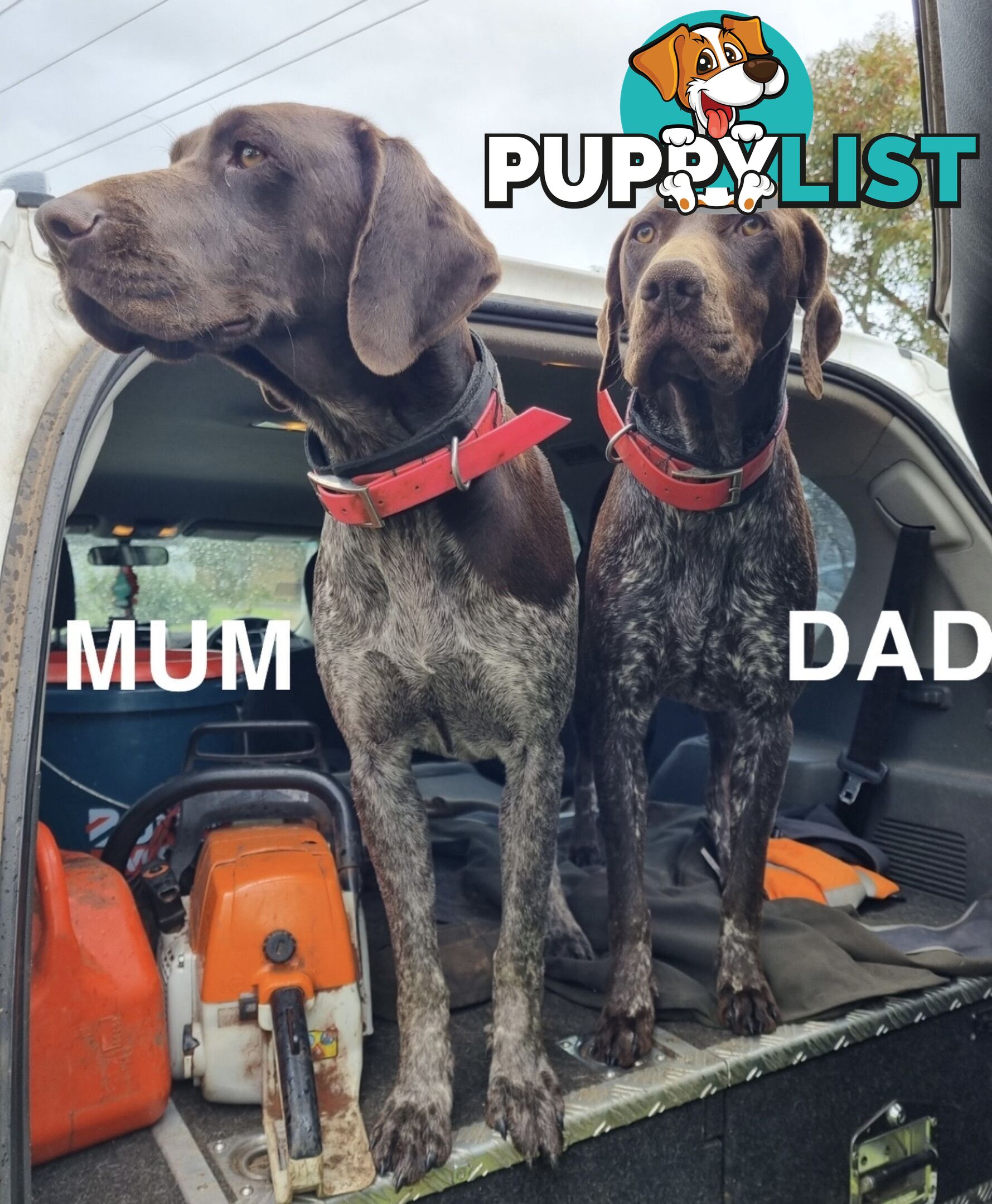 German Shorthaired Pointer (GSP) Puppies