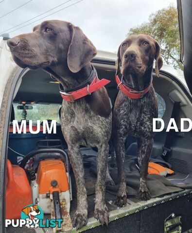 German Shorthaired Pointer (GSP) Puppies