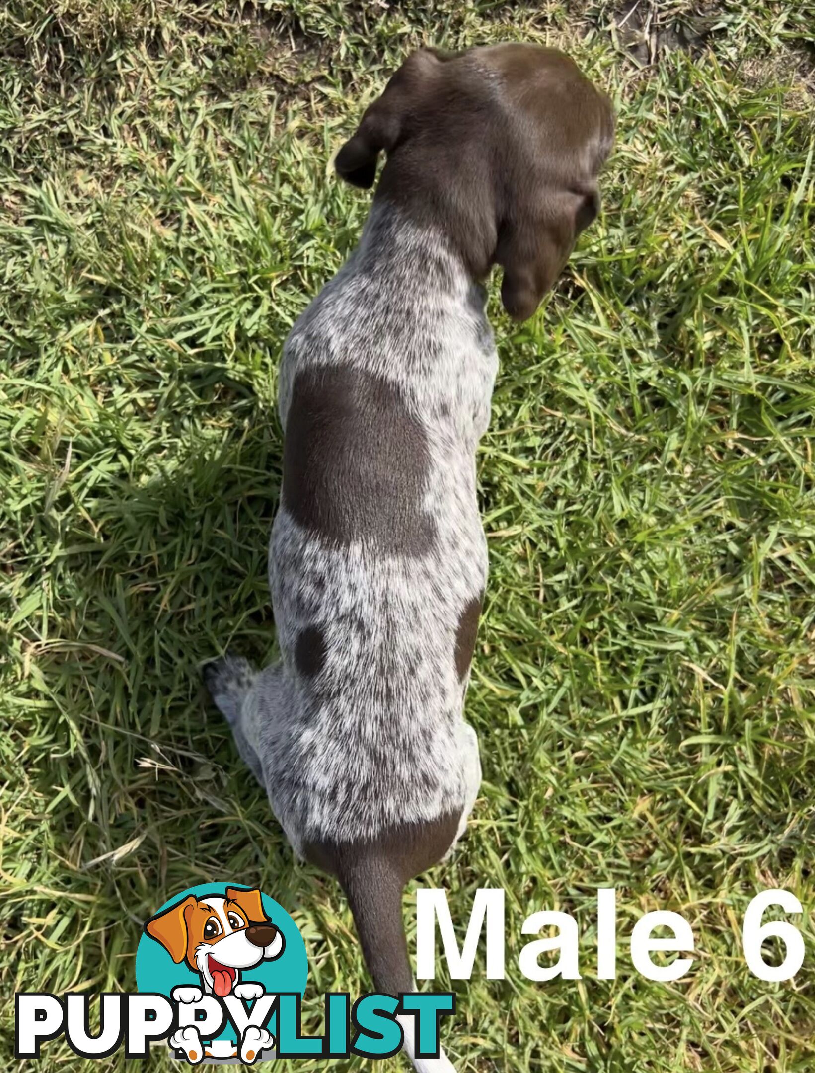 German Shorthaired Pointer (GSP) Puppies