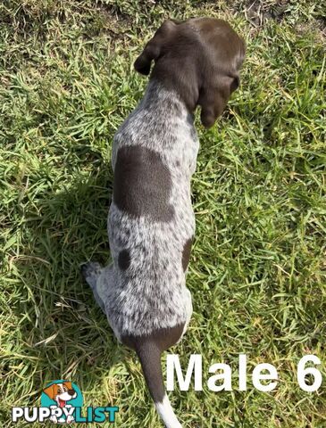 German Shorthaired Pointer (GSP) Puppies