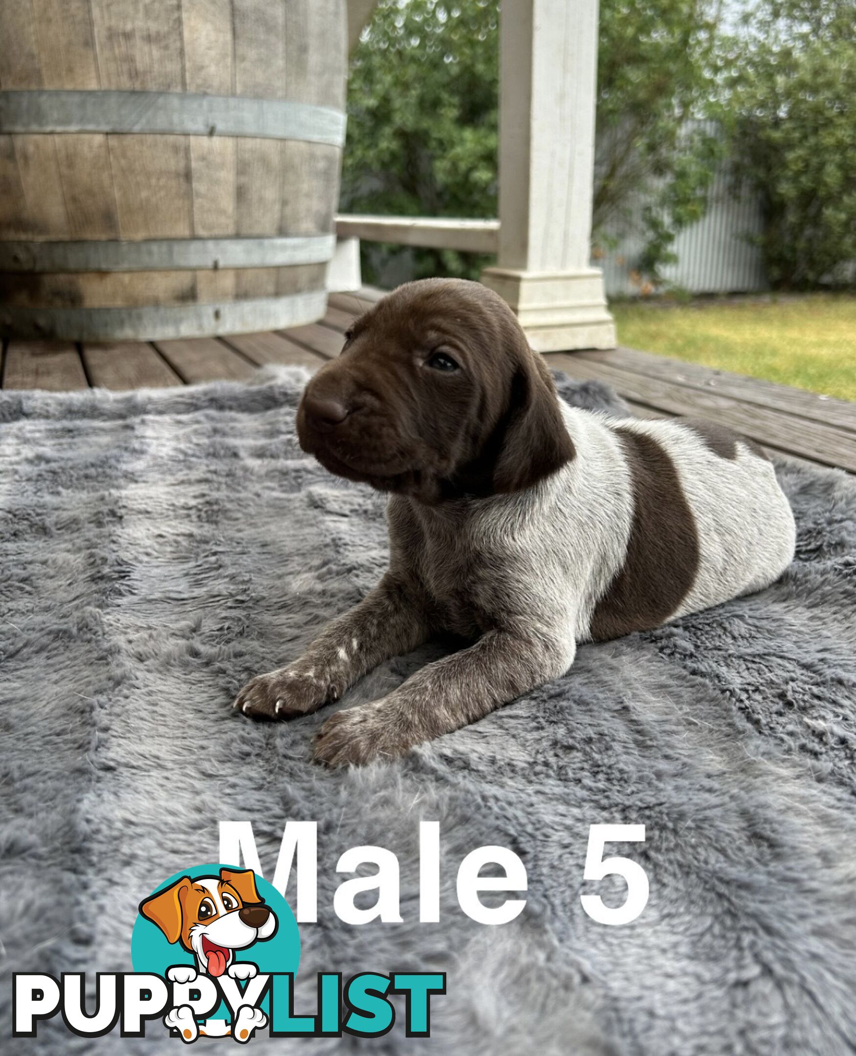 German Shorthaired Pointer (GSP) Puppies