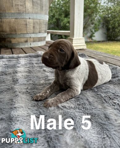 German Shorthaired Pointer (GSP) Puppies