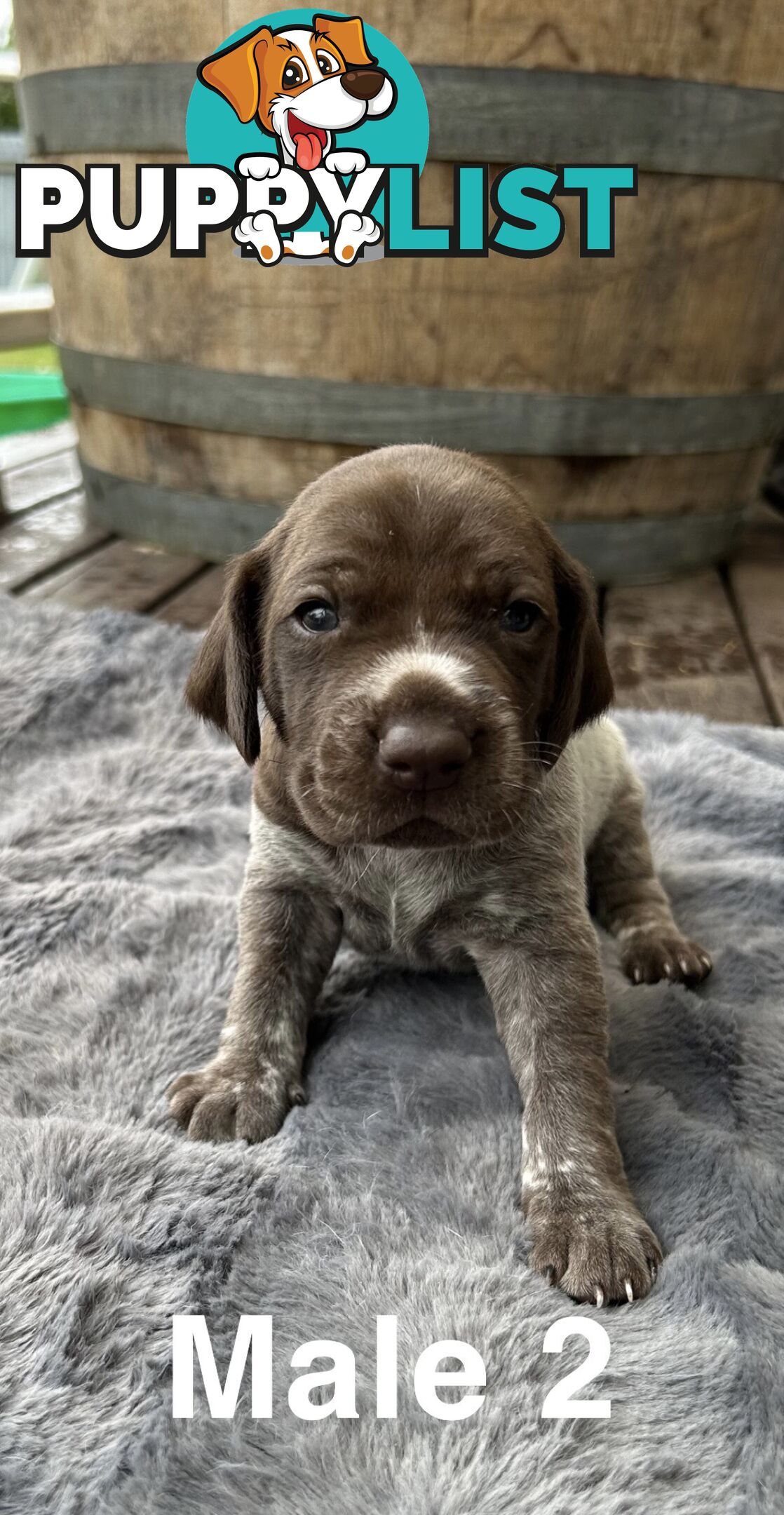 German Shorthaired Pointer (GSP) Puppies