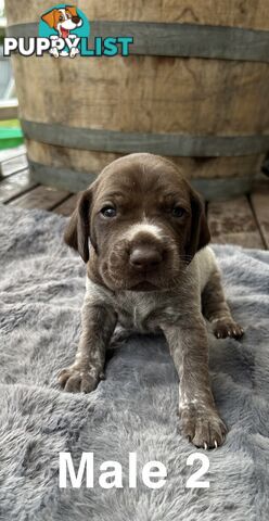 German Shorthaired Pointer (GSP) Puppies