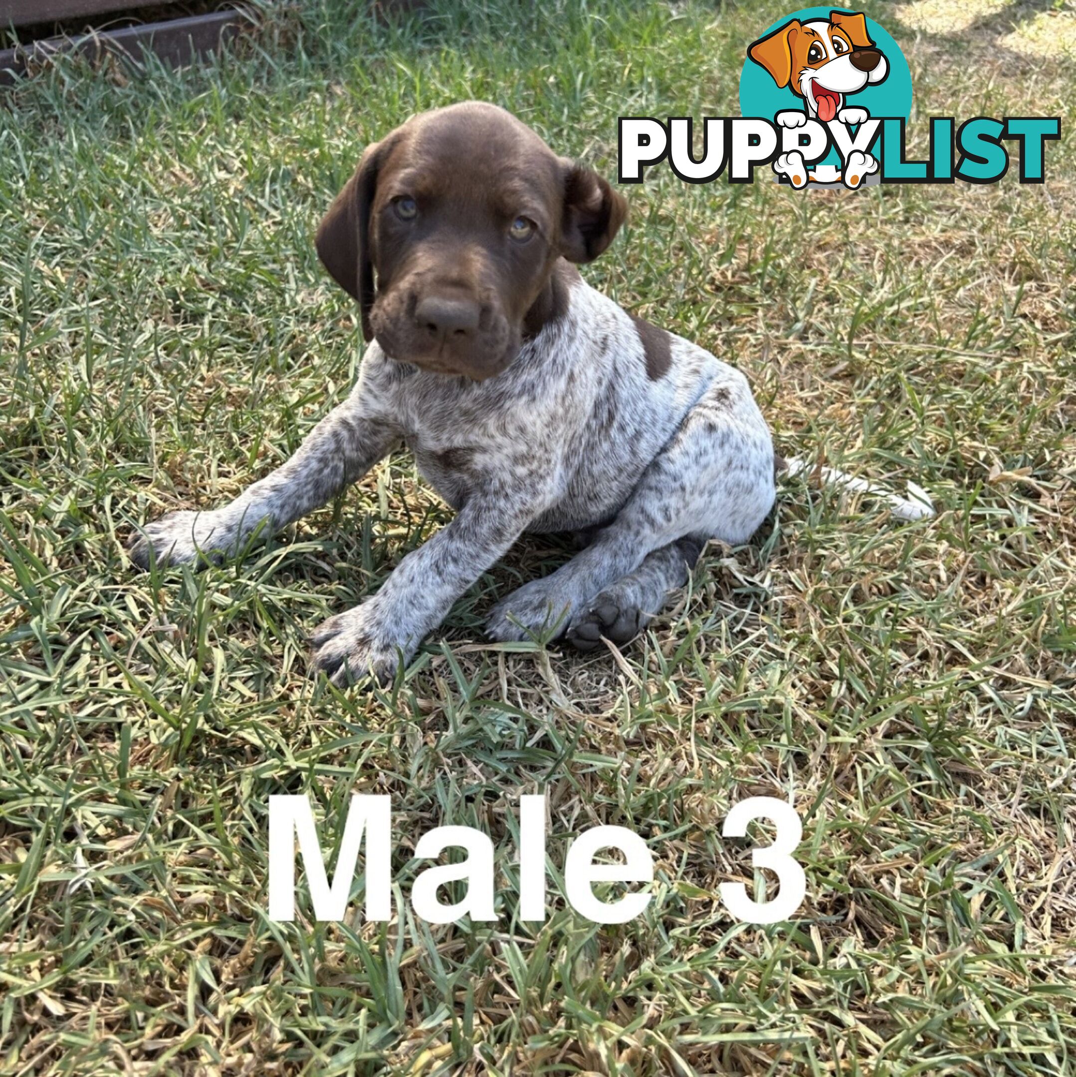 German Shorthaired Pointer (GSP) Puppies