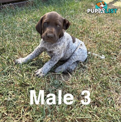 German Shorthaired Pointer (GSP) Puppies