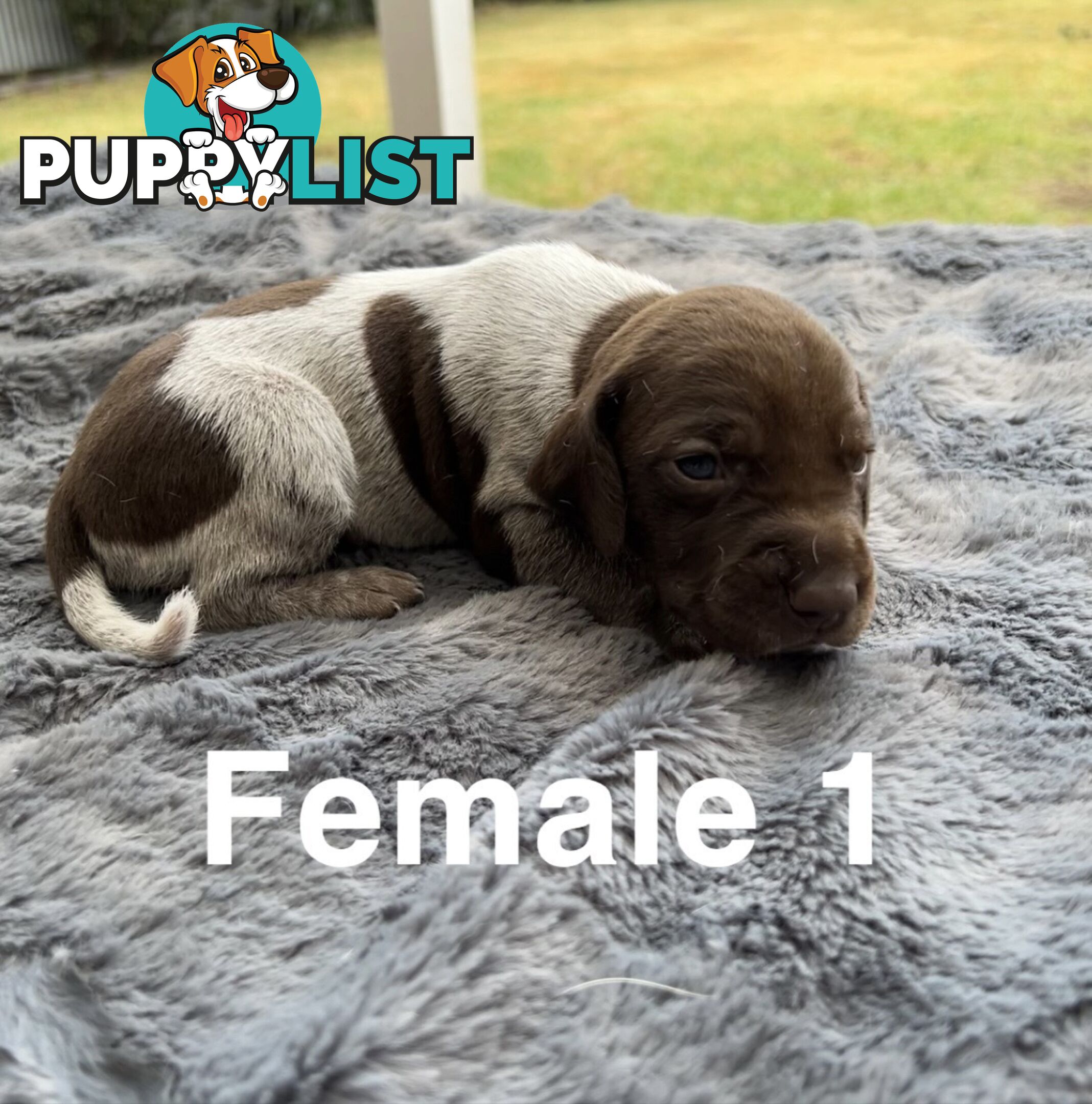 German Shorthaired Pointer (GSP) Puppies