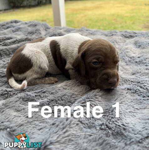 German Shorthaired Pointer (GSP) Puppies