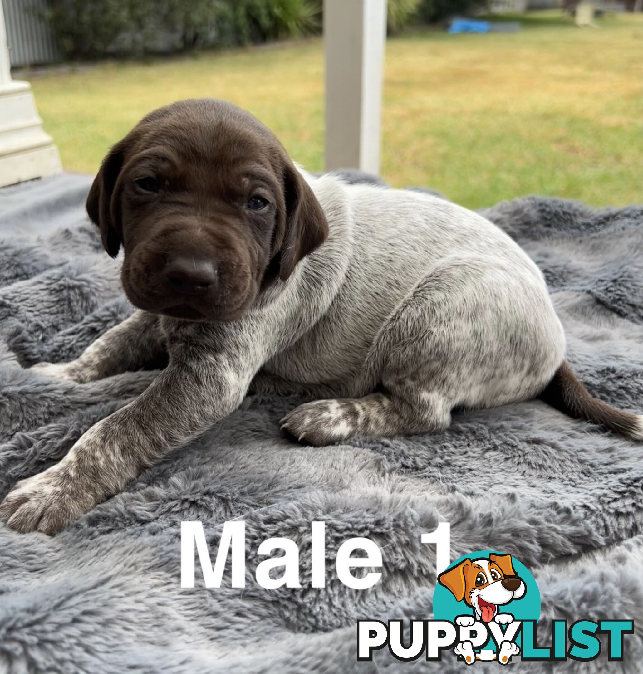 German Shorthaired Pointer (GSP) Puppies