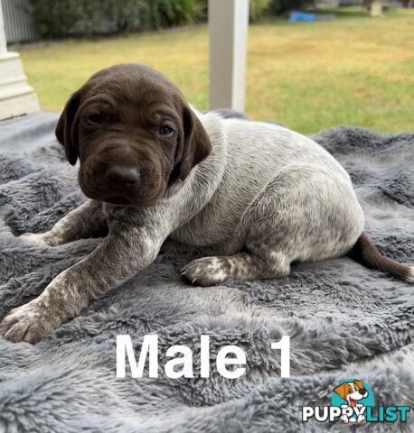 German Shorthaired Pointer (GSP) Puppies