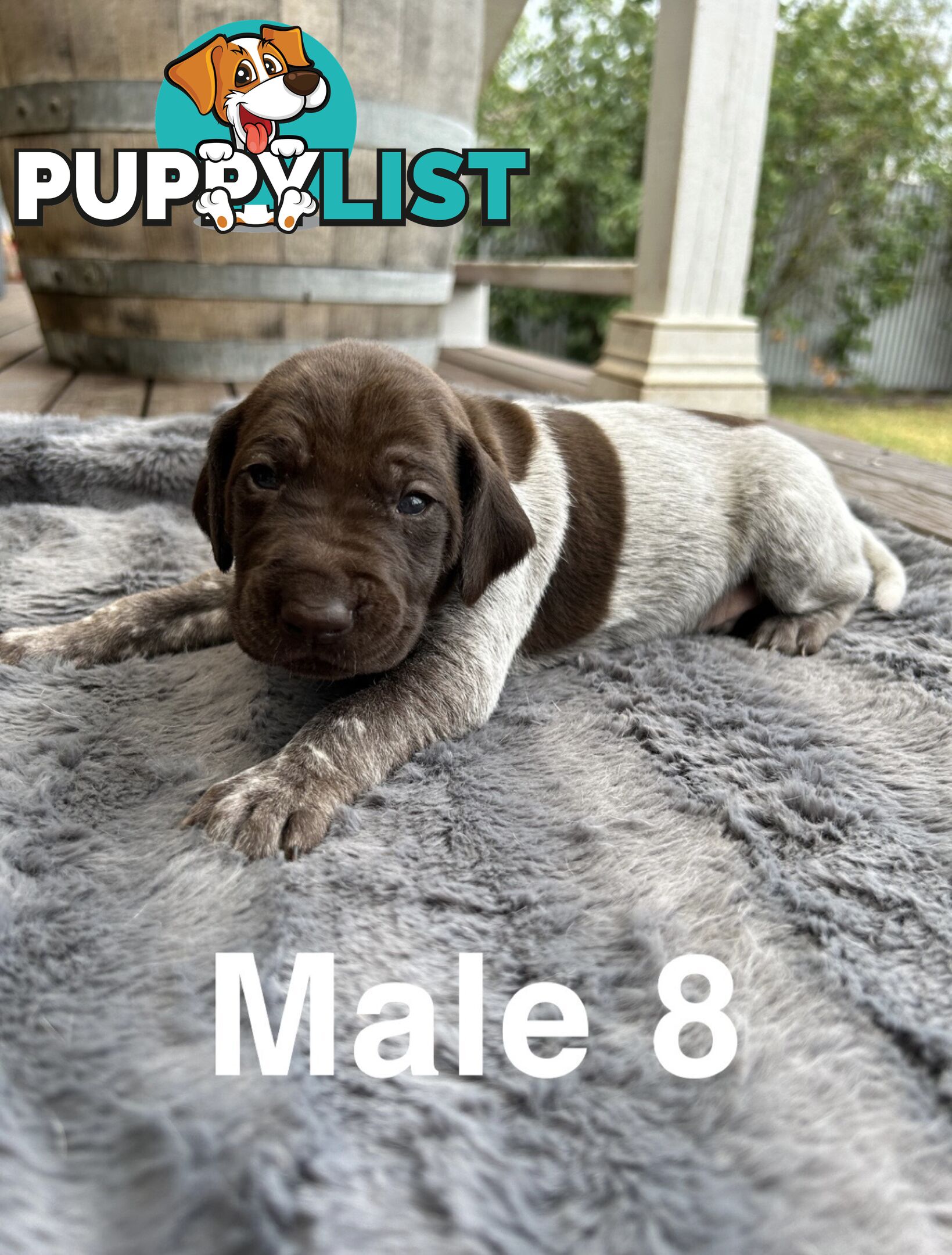 German Shorthaired Pointer (GSP) Puppies