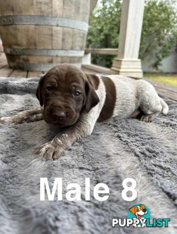 German Shorthaired Pointer (GSP) Puppies