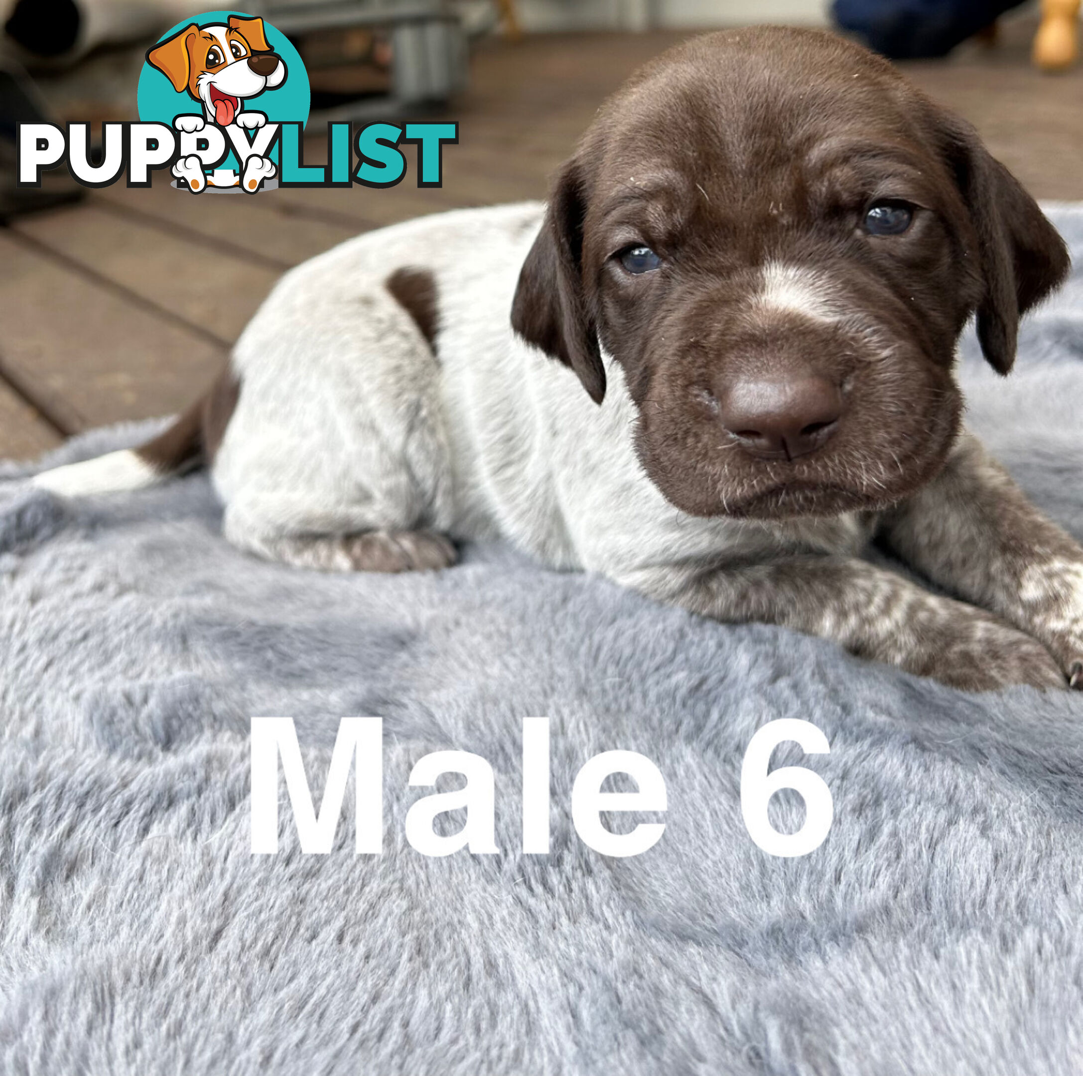 German Shorthaired Pointer (GSP) Puppies