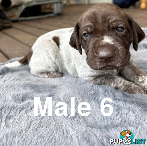 German Shorthaired Pointer (GSP) Puppies