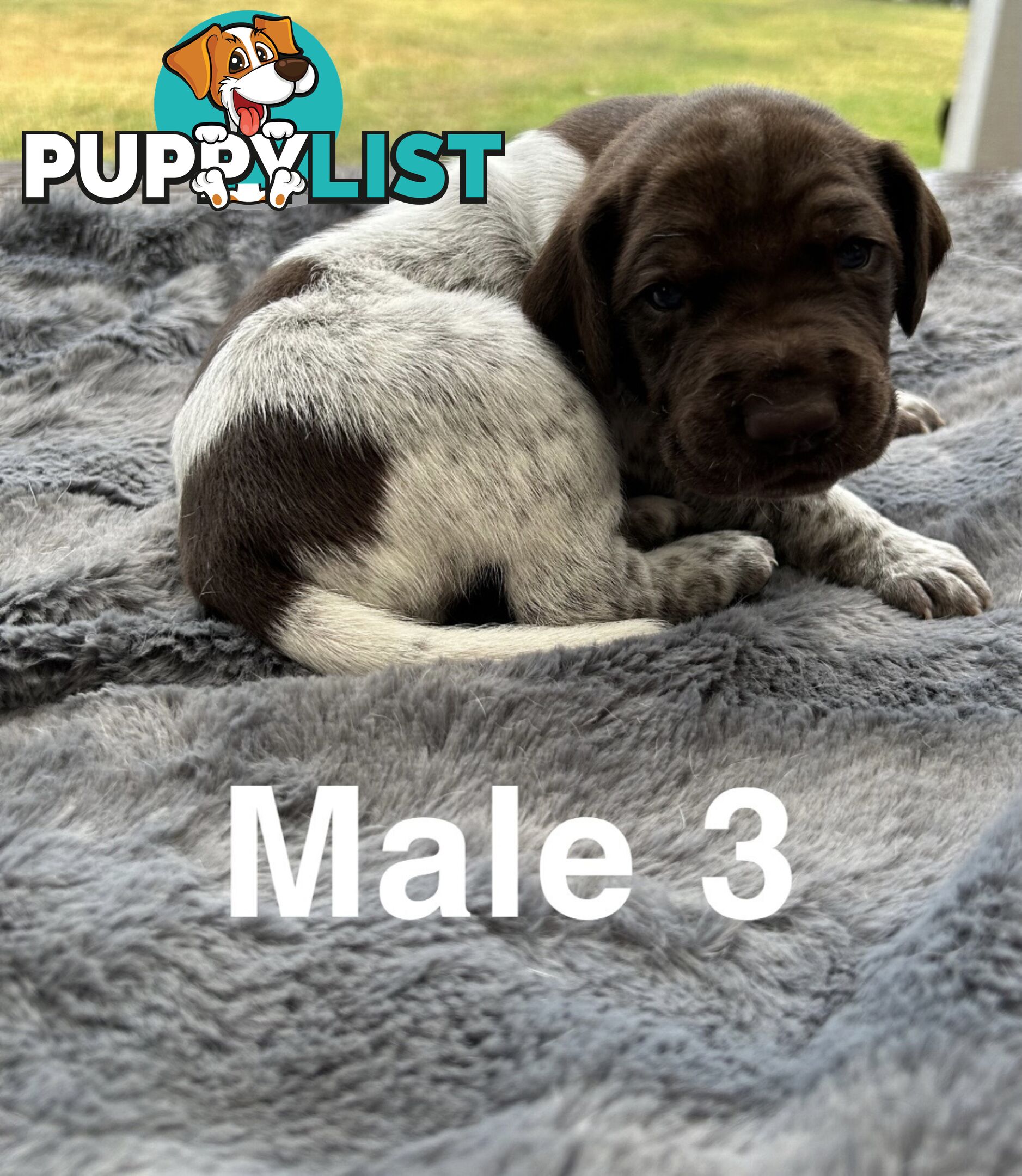 German Shorthaired Pointer (GSP) Puppies