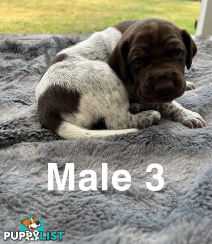 German Shorthaired Pointer (GSP) Puppies