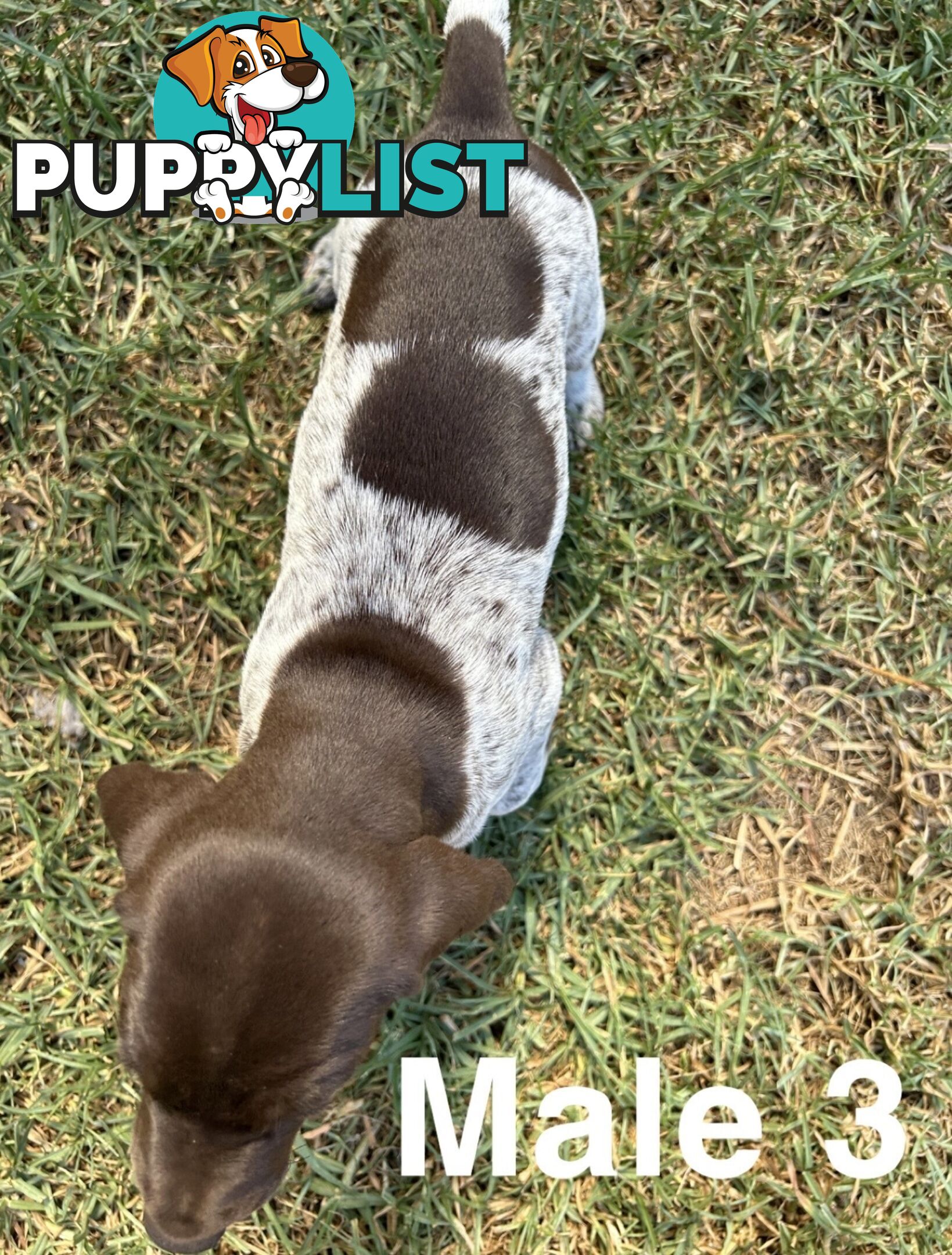 German Shorthaired Pointer (GSP) Puppies