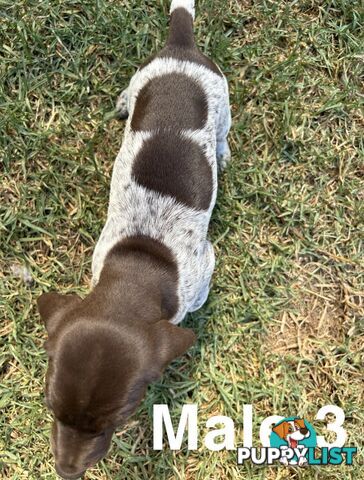 German Shorthaired Pointer (GSP) Puppies