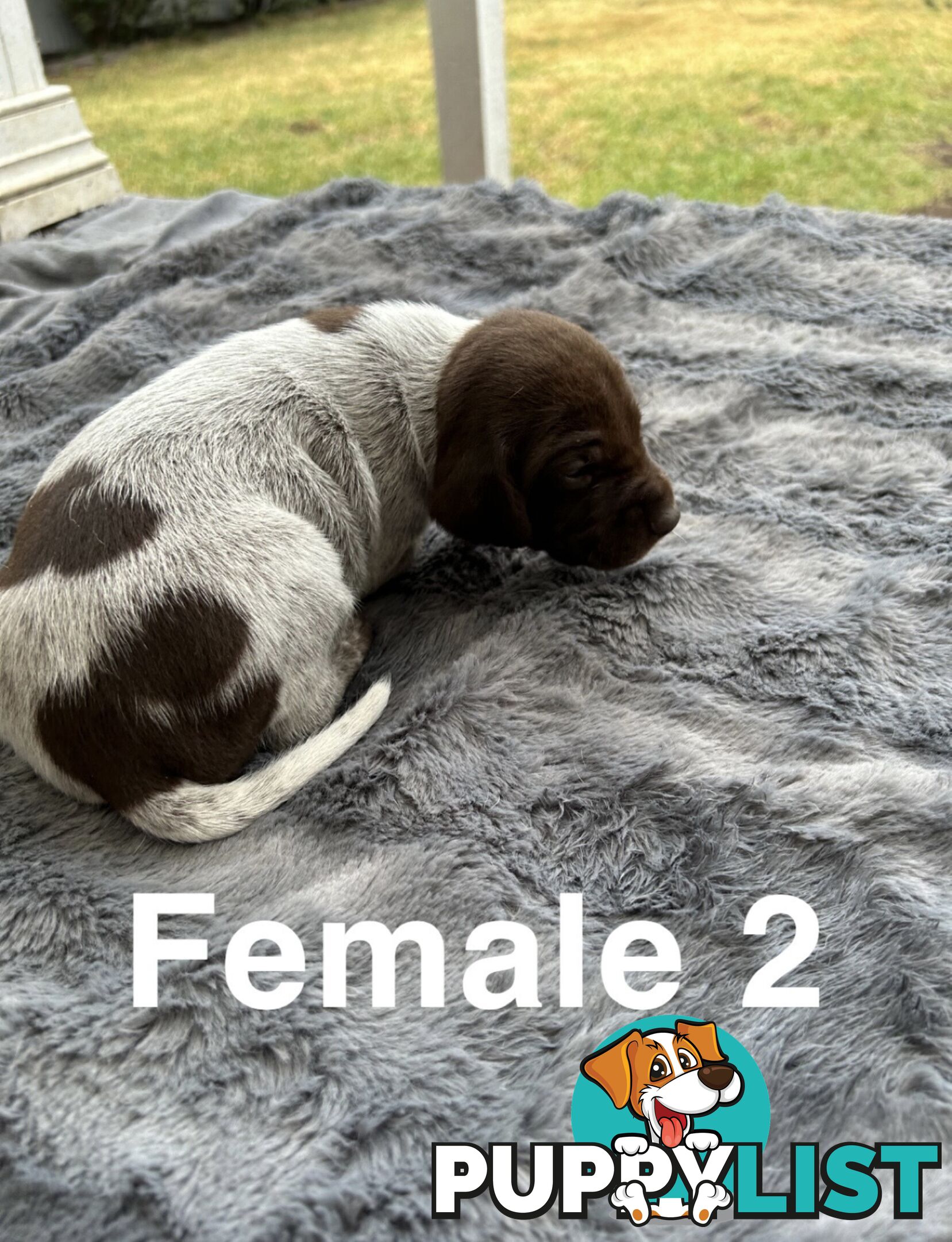 German Shorthaired Pointer (GSP) Puppies