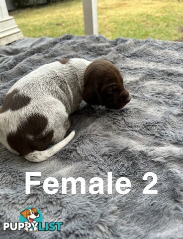 German Shorthaired Pointer (GSP) Puppies