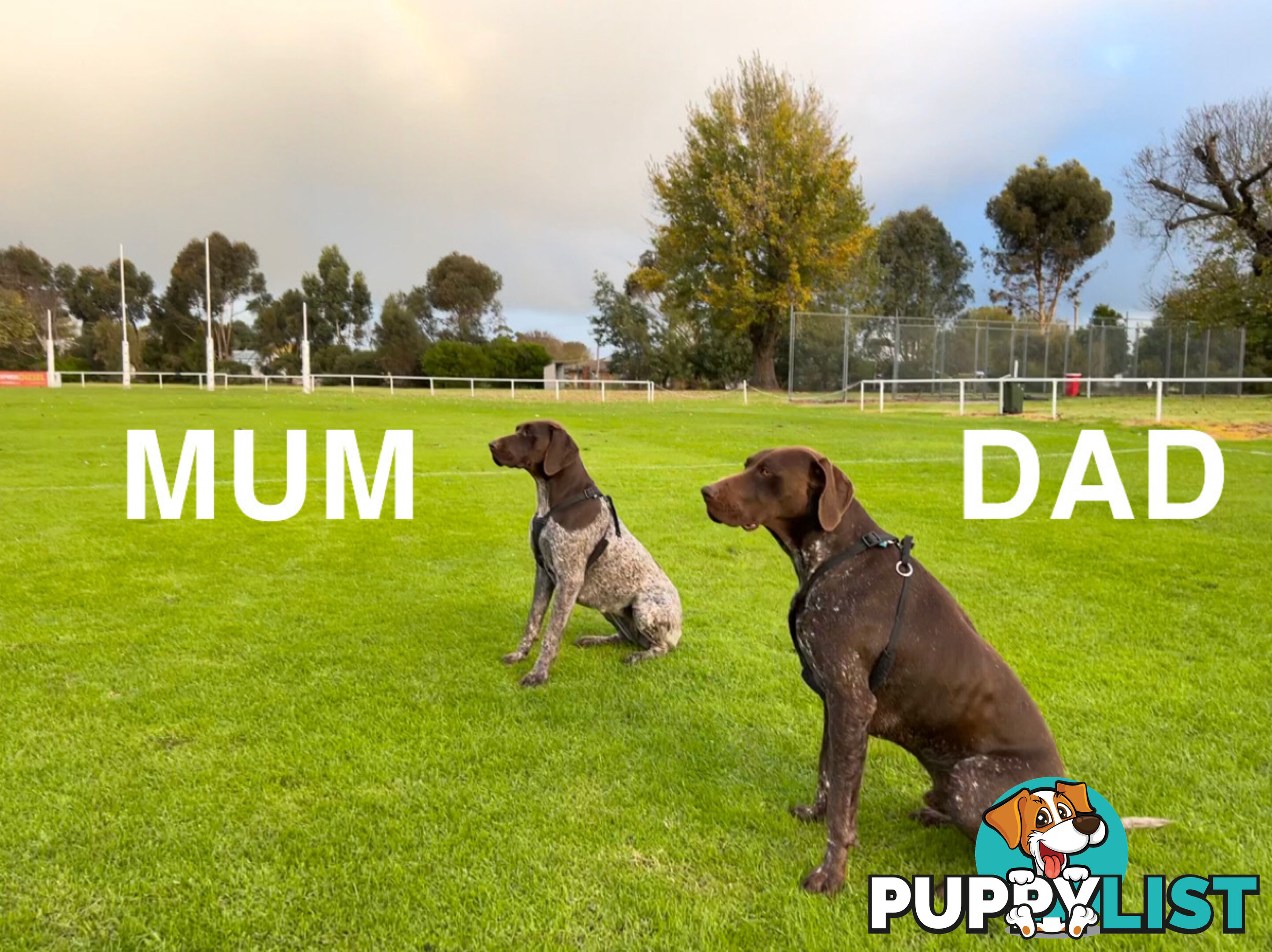 German Shorthaired Pointer (GSP) Puppies