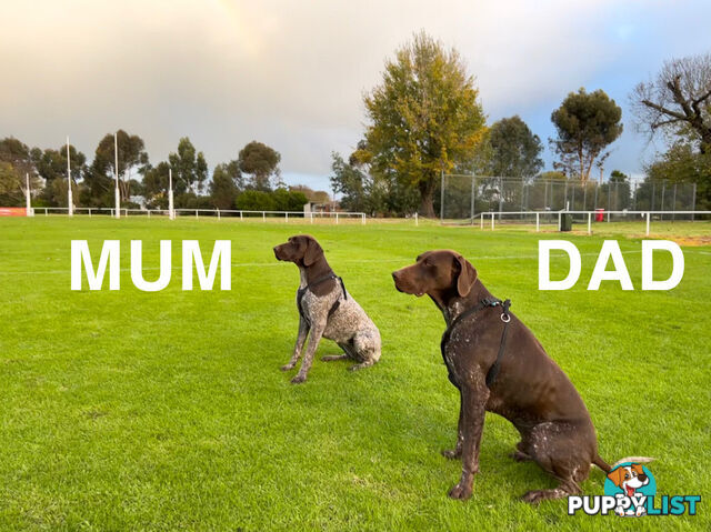 German Shorthaired Pointer (GSP) Puppies