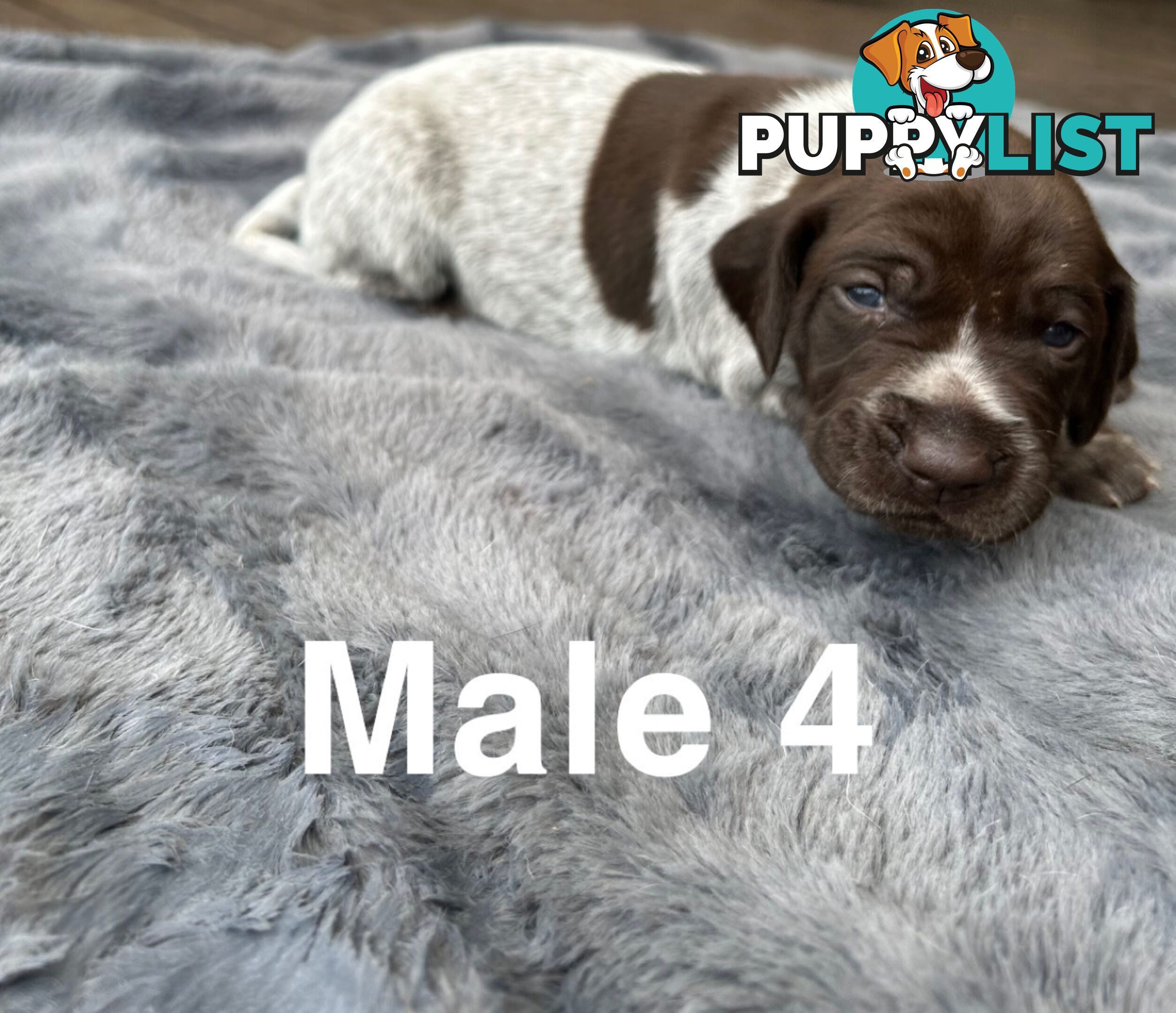 German Shorthaired Pointer (GSP) Puppies